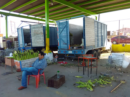 Elotes Robledos