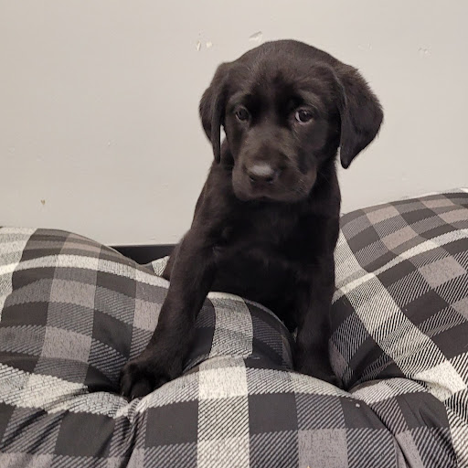 Pet Store «PV Pets», reviews and photos, 233 S Broadway, Pennsville, NJ 08070, USA