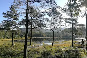Rogaland Arboret image