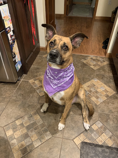 Kirk Veterinary Service image