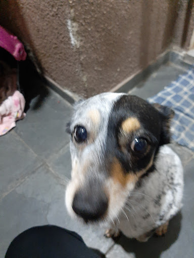 Dr. Leandro Assis Fermoseli em São Paulo - SP