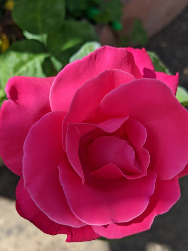 Florist «Rose Hills Flower Shop», reviews and photos, 3888 Workman Mill Rd, Whittier, CA 90601, USA