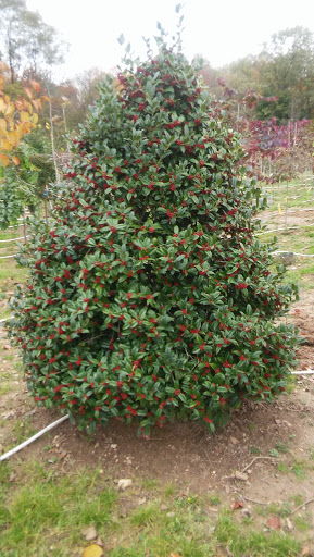 Grocery Store «Primos Mini Market», reviews and photos, 37 Strode Ave, Coatesville, PA 19320, USA