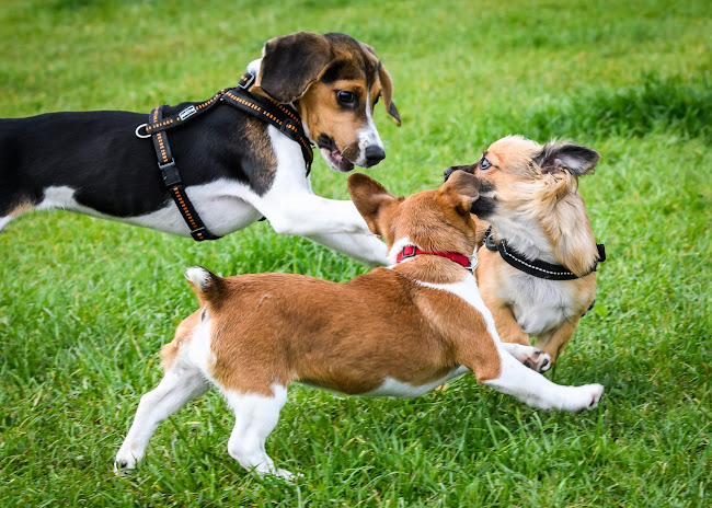 Kommentare und Rezensionen über John Carsten - Der Hundedolmetscher