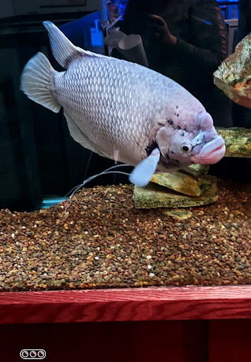 Pet Store «The Aquarium & Fish Store», reviews and photos, 710 W Lumsden Rd, Brandon, FL 33511, USA