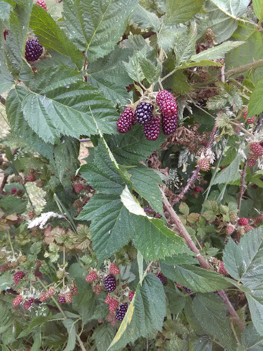 Golf Course «Hartwood Golf Course», reviews and photos, 12506 NE 152nd Ave, Brush Prairie, WA 98606, USA