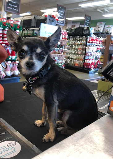 Pet Store «Choice Pet Market», reviews and photos, 4719 N 20th St A30, Phoenix, AZ 85016, USA