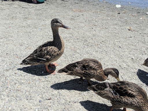 Park «Angle Lake Park», reviews and photos, 19408 International Blvd, SeaTac, WA 98188, USA