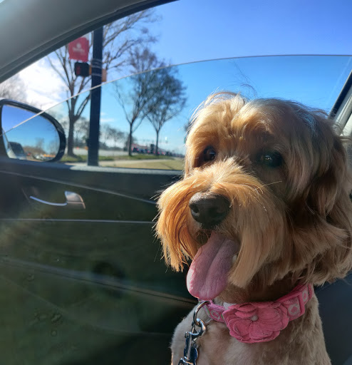 Pet Supply Store «PetSmart», reviews and photos, 1110 Hospitality Dr, Rock Hill, SC 29730, USA