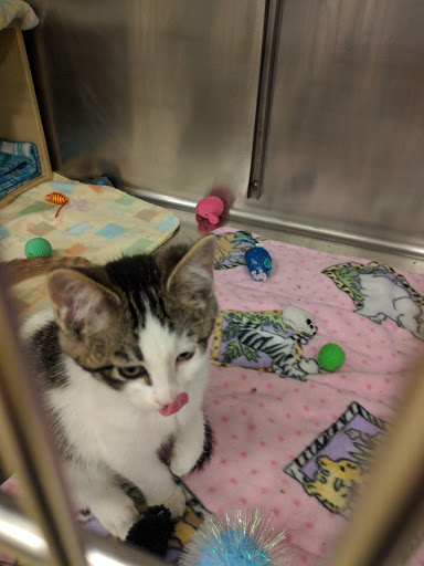 Pet Supply Store «PetSmart», reviews and photos, 2216 E Springs Dr, Madison, WI 53704, USA