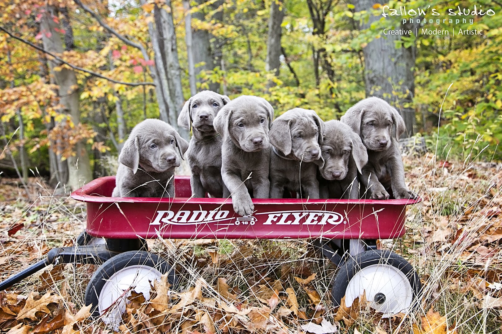 Worley’s Silver Feathers Labradors