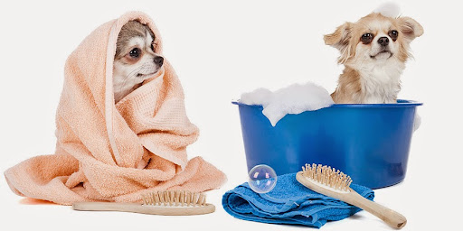 PELUQUERIA CANINA BUPY