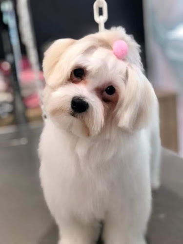 Silk Paws - Κουρείο