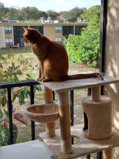 Pet Supply Store «Petco Animal Supplies», reviews and photos, 5120 E Bay Dr, Clearwater, FL 33764, USA