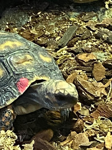 Pet Store «Incredible Pets Inc», reviews and photos, 2255 N Wickham Rd # 102, Melbourne, FL 32935, USA