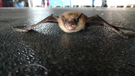 Performing Arts Theater «Hollywood Casino Amphitheatre», reviews and photos, 19100 Ridgeland Ave, Tinley Park, IL 60477, USA