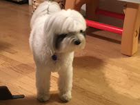 WHISKERS PET SITTING/DOG WALKING SERVICE, LLC - Photo 6 - Car repair in , Bridgeport