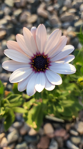 Garden Center «Hildebrant Farmers Market», reviews and photos, 349 Main Ave E, West Fargo, ND 58078, USA