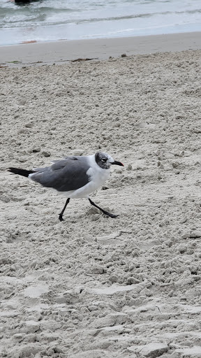 Park «Fox Park», reviews and photos, Ocean Ave, Wildwood, NJ 08260, USA