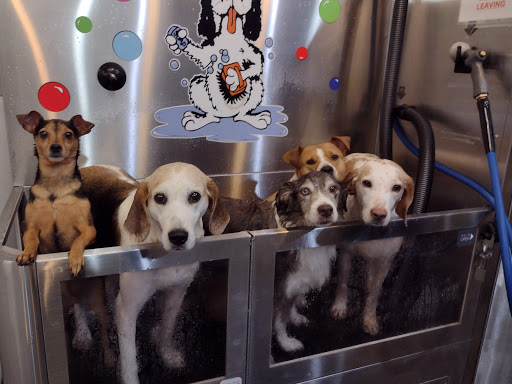 Pet Groomer «Belly scRubs Self Service Pet Wash», reviews and photos, 119 WV-34 #1, Hurricane, WV 25526, USA