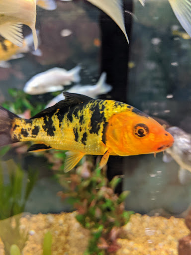 Pet Supply Store «Petco Animal Supplies», reviews and photos, 9230 Old Keene Mill Rd b, Burke, VA 22015, USA