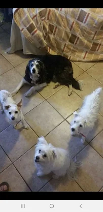 All Care Pet Sitting - Car repair in , Jurupa Valley - Rated 4.2/5