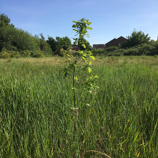 Duesbury Nature Reserve