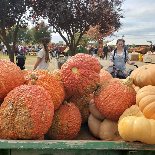 Pumpkin patch Roseville