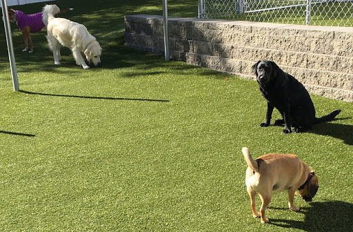 Lucy's Dog Daycare