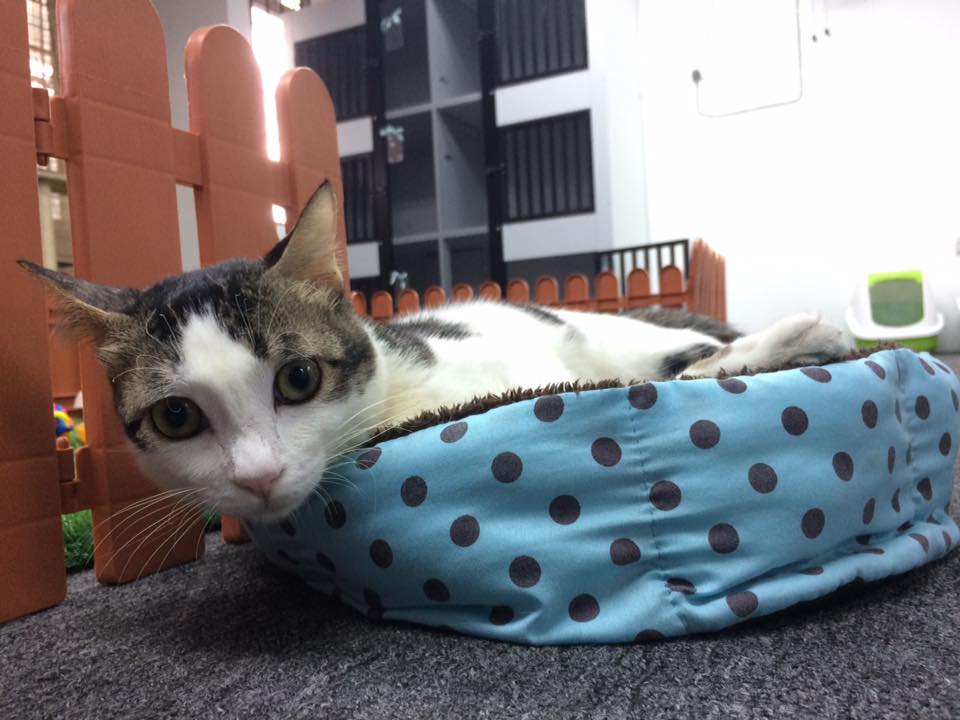 Tail Tale Pet Shop di bandar Rawang