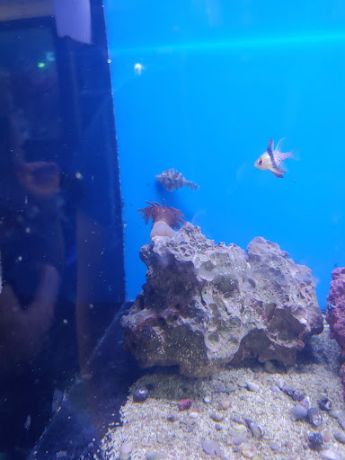 Tropical Fish Store «Richmond Aquarium», reviews and photos, 3645 Speeks Dr, Midlothian, VA 23112, USA