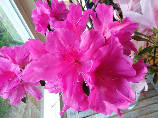 Country Club «Dothan Country Club», reviews and photos, 200 S Cherokee Ave, Dothan, AL 36301, USA