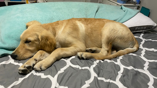 Pet Supply Store «PetSmart», reviews and photos, 290 Town Center Pkwy, Slidell, LA 70458, USA