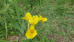 Photo n°20 de Sentier du Marais d'Andryes à Andryes ()