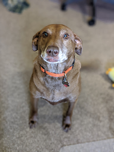 Parkdale Pet Care image