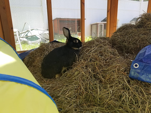 Erie Area Rabbit Society & Rescue image 10