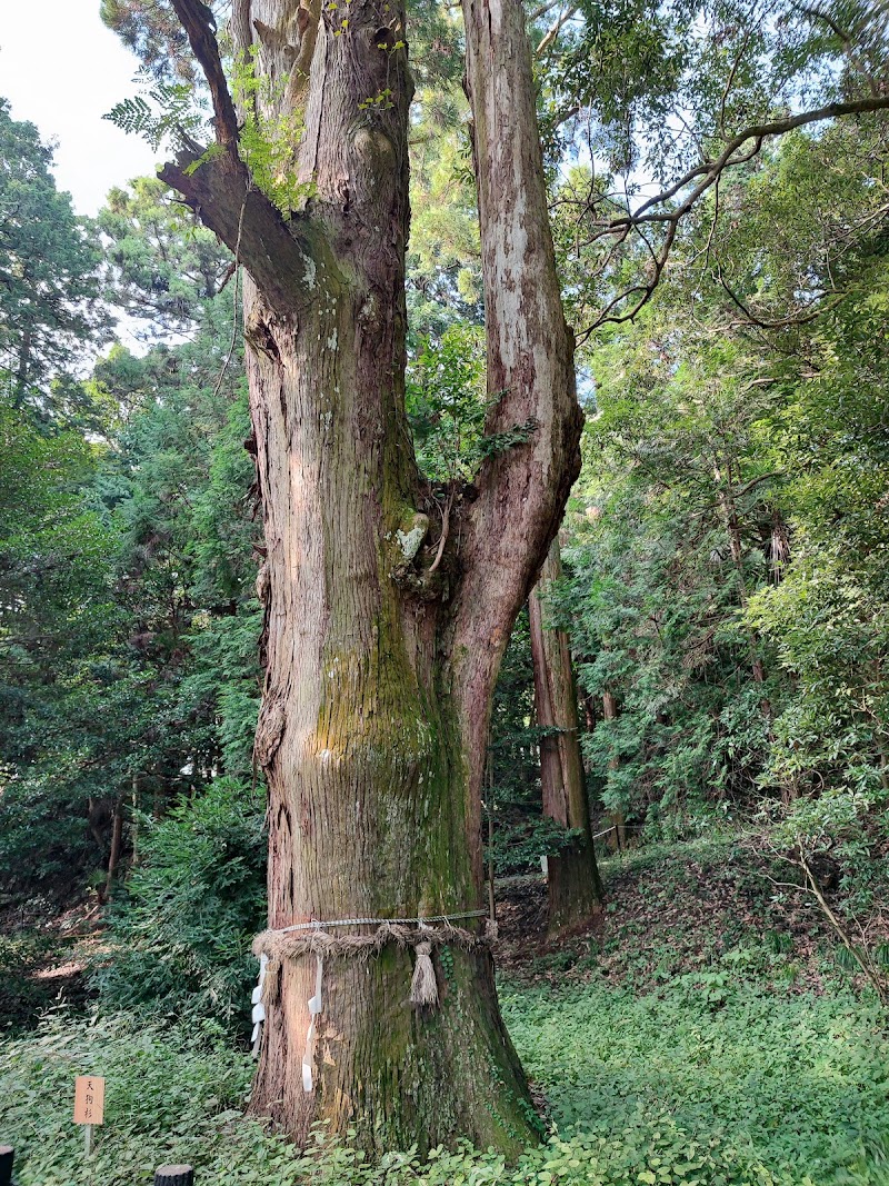 瀧樹神社の天狗杉