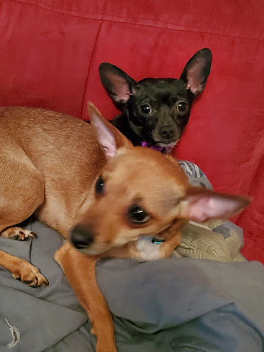 Animal Shelter «South Suburban Humane Society», reviews and photos