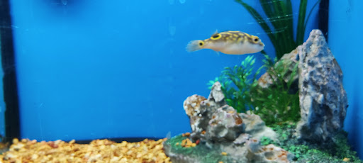 Pet Supply Store «Petco Animal Supplies», reviews and photos, 12014 SW 88th St, Miami, FL 33186, USA