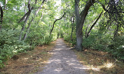 Welchester Tree Grant Park