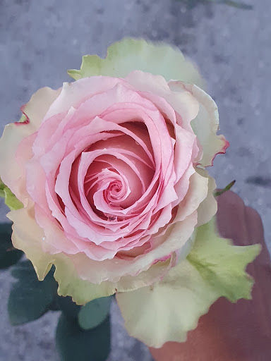 Florist «Flowers and Services», reviews and photos, 13750 Biscayne Blvd, North Miami Beach, FL 33181, USA