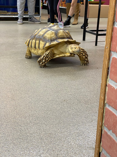 Pet Store «Petland Pensacola», reviews and photos, 6235 N Davis Hwy, Pensacola, FL 32504, USA