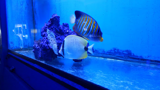 Tropical Fish Store «Aqua Mart Aquariums», reviews and photos, 1620 S Washington Ave, Titusville, FL 32780, USA