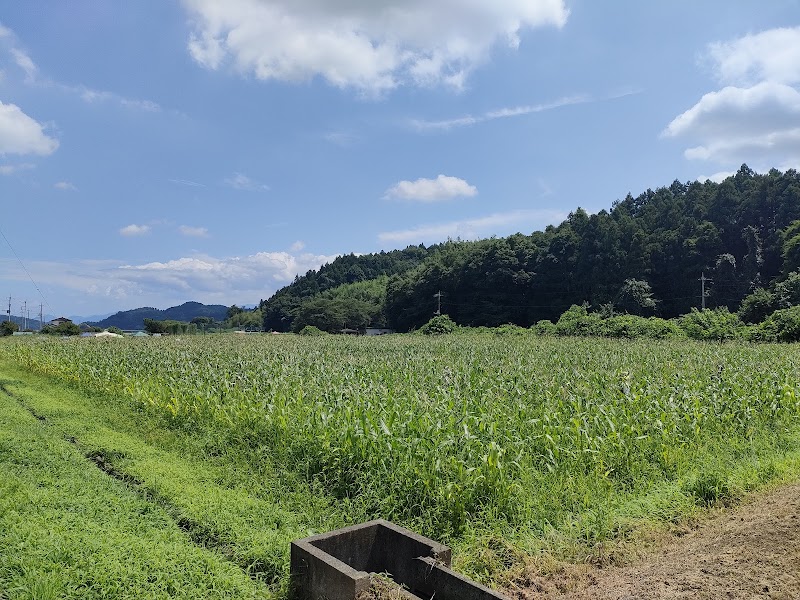 ミョウギノツチ農園 とうもろこし迷路