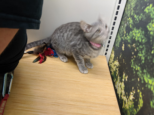 Pet Supply Store «Petco Animal Supplies», reviews and photos, 110 Percival Rd, Columbia, SC 29206, USA