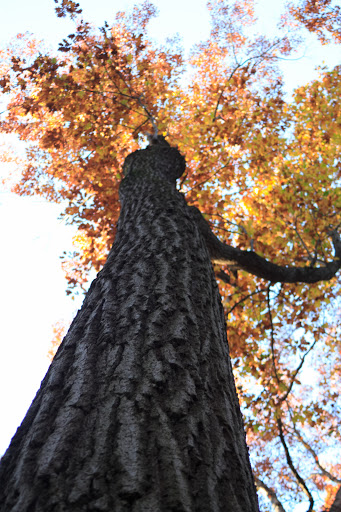 Nature Preserve «Messenger Woods Nature Preserve», reviews and photos, 13800 W Bruce Rd, Homer Glen, IL 60491, USA