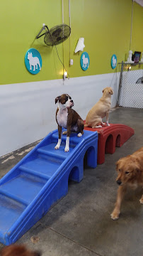 Dogtropolis - Photo 9 - Car repair in Greenwood, IN, Indianapolis