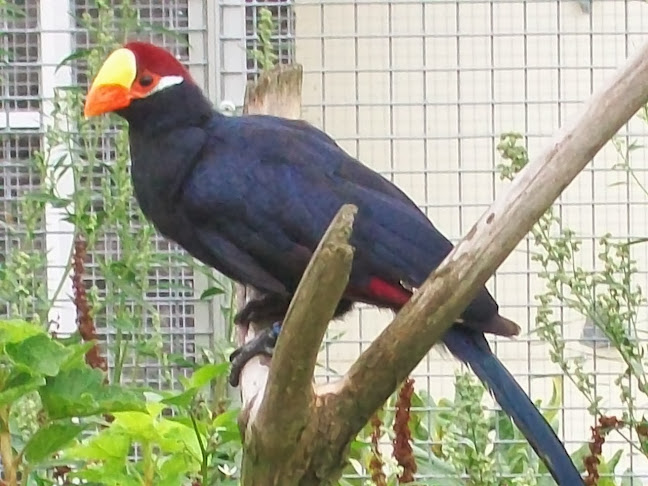 Vogel- en pluimveepark De Lorkeershoeve - Museum