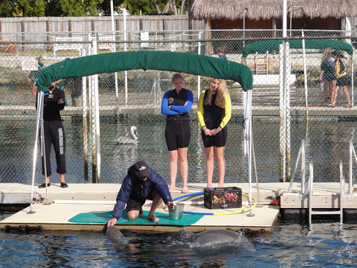 Recreation «Dolphins Plus Oceanside», reviews and photos, 31 Corinne Pl, Key Largo, FL 33037, USA