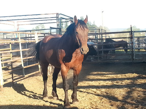 Rodeo «Molalla Buckeroo Association», reviews and photos, 815 Shirley St, Molalla, OR 97038, USA